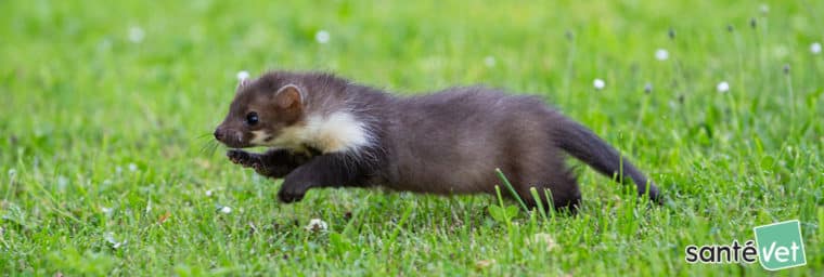 découvrez tout ce qu'il faut savoir sur l'assurance pour furets. apprenez comment protéger votre compagnon à fourrure contre les imprévus, les soins vétérinaires et les accidents. assurez le bien-être de votre furet avec des conseils pratiques et des informations sur les meilleures polices d'assurance adaptées à ces animaux.