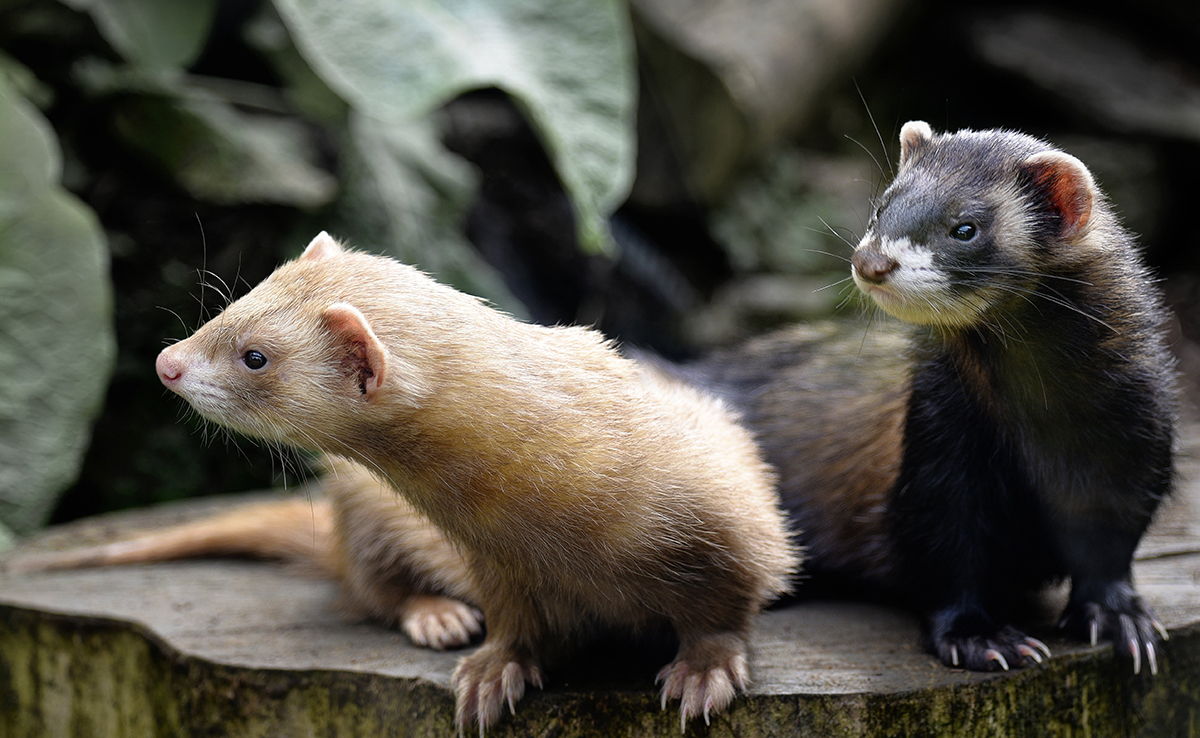 découvrez comment bien protéger votre furet avec une assurance adaptée. informez-vous sur les garanties, les couvertures médicales et les conseils essentiels pour assurer la santé et le bien-être de votre animal de compagnie.