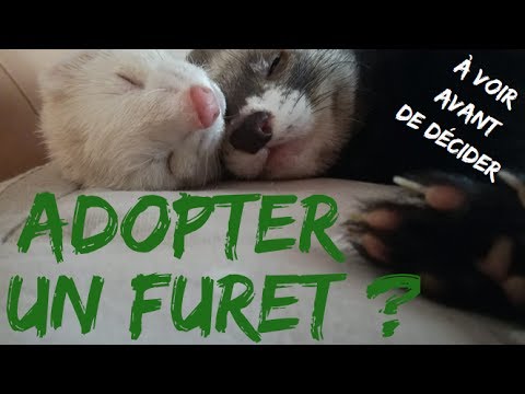 découvrez des avis sur l'adoption de furets pour vous aider à prendre une décision éclairée. apprenez tout sur les besoins, les comportements et les soins nécessaires pour accueillir ce compagnon adorable dans votre foyer.