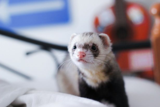 découvrez tout ce qu'il faut savoir sur l'adoption de furets : conseils, avis d'experts et témoignages pour vous aider à choisir le compagnon idéal et garantir son bien-être.