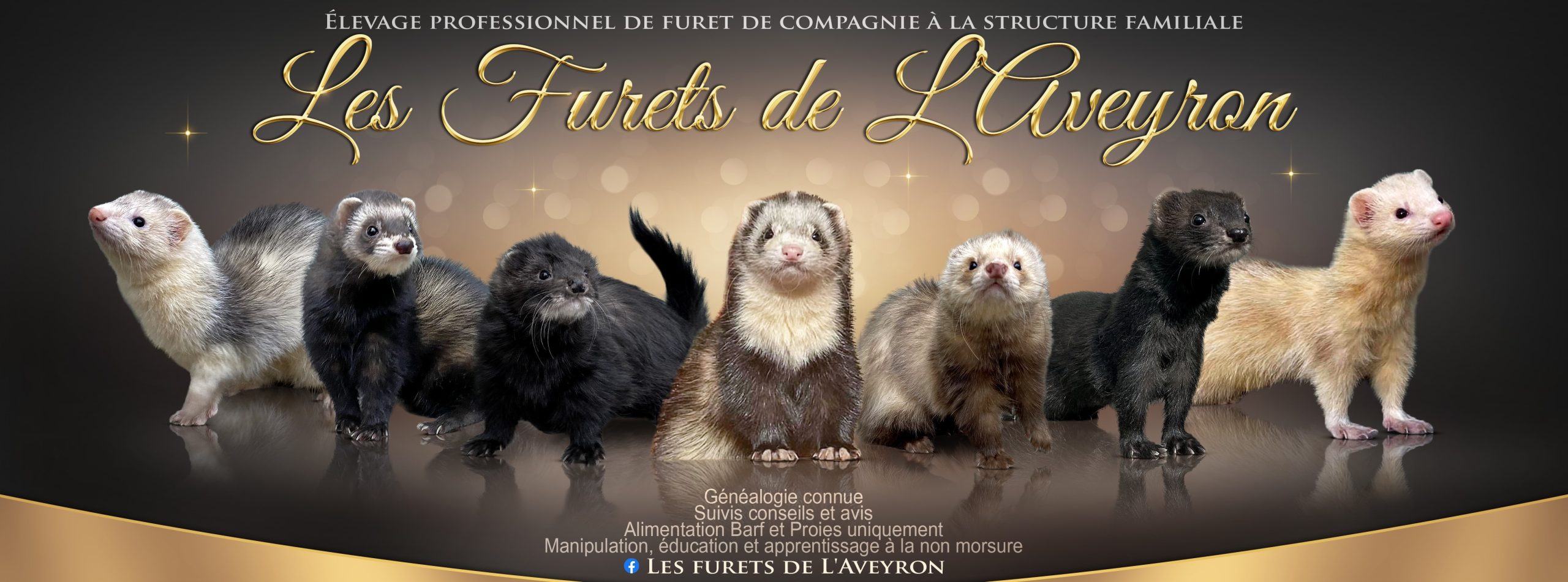 découvrez nos avis sur l'adoption de furets : conseils, expériences et informations essentielles pour accueillir ce compagnon unique. prenez les bonnes décisions pour offrir à votre futur furet une vie heureux et épanouie.