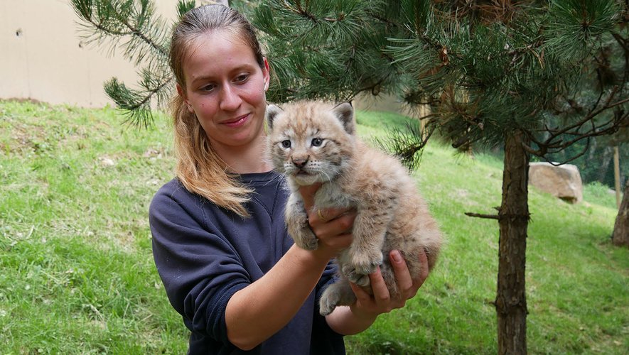 découvrez les avis sur lynx, une plateforme innovante offrant des services variés. lisez les témoignages des utilisateurs pour faire un choix éclairé et bénéficier des meilleures expériences. explorez notre analyse approfondie et partagez votre opinion !