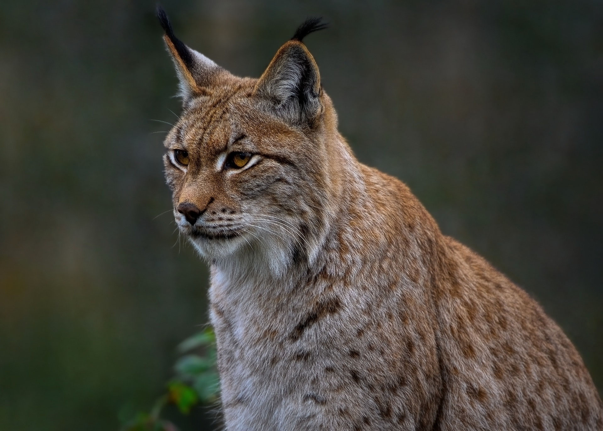 découvrez le lynx fascinant, un félin mystérieux et majestueux, symbole de la faune sauvage. apprenez-en plus sur ses habitudes, son habitat et son rôle essentiel dans l'écosystème.