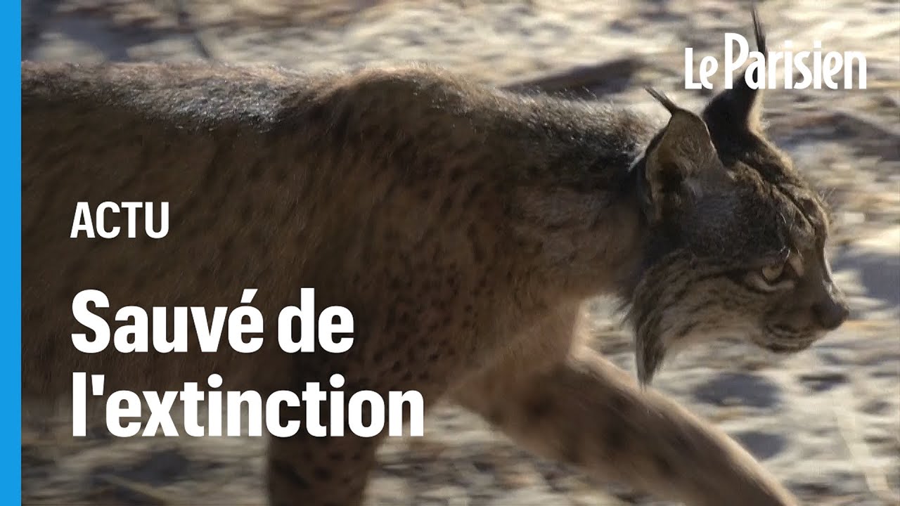 découvrez le lynx fascinant, un grand félin mystérieux et majestueux. apprenez-en plus sur ses habitats, son comportement, et les efforts de conservation pour protéger cette espèce emblématique. émerveillez-vous devant sa beauté sauvage et son rôle crucial dans l'écosystème.