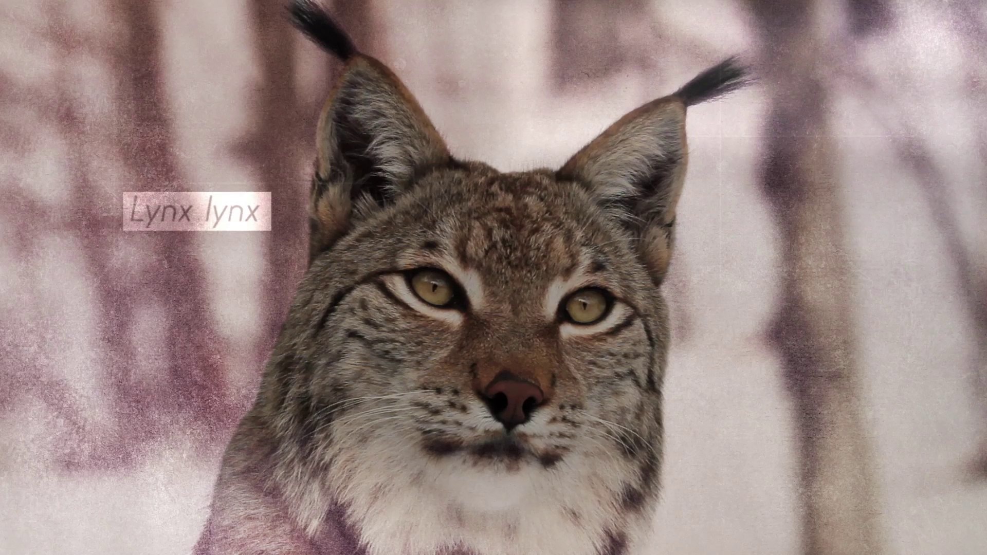 découvrez le lynx fascinant, un félin mystérieux et majestueux qui évolue dans les forêts d'europe et d'asie. apprenez tout sur ses comportements, son habitat et les efforts de conservation pour protéger cette espèce emblématique.
